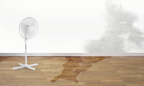 Best Water damage restoration near me  in Glencoe, MN